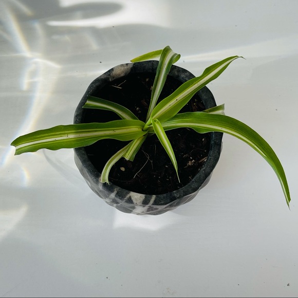 Bonnie Spider Plant in Dark Gray Marble Pot - Picture 7 of 7